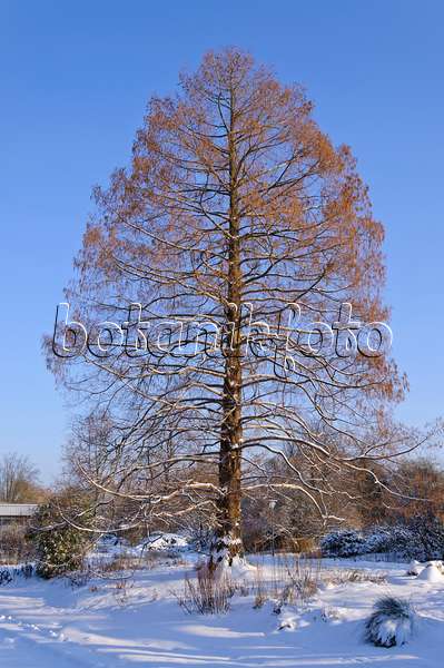491030 - Swamp cypress (Taxodium distichum)
