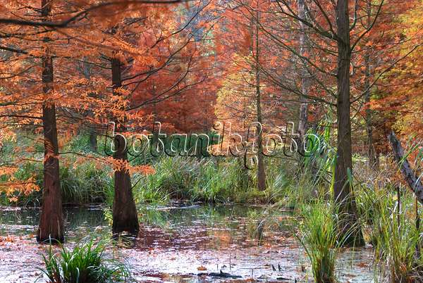 517275 - Swamp cypress (Taxodium distichum)