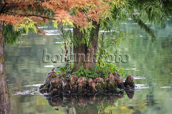 517276 - Swamp cypress (Taxodium distichum)