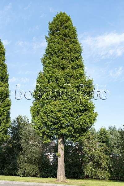 651547 - Swamp cypress (Taxodium distichum)