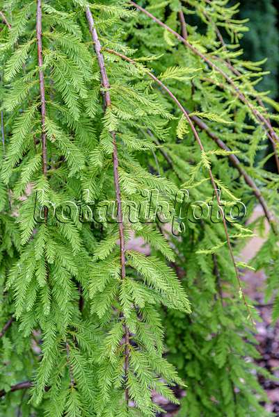 607217 - Swamp cypress (Taxodium distichum 'Cascade Falls')