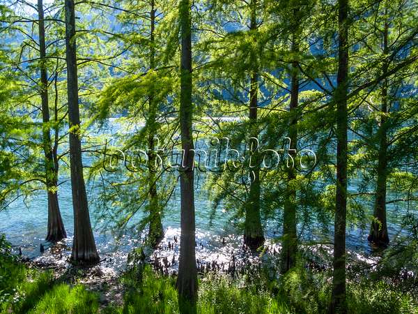 414139 - Swamp cypress (Taxodium distichum) and swamp cypresses (Taxodium distichum) in front of a mountain lake