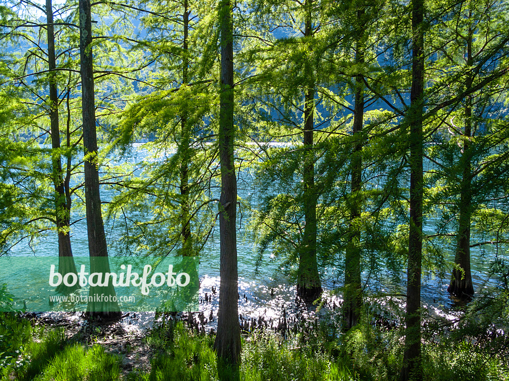 414139 - Swamp cypress (Taxodium distichum) and swamp cypresses (Taxodium distichum) in front of a mountain lake