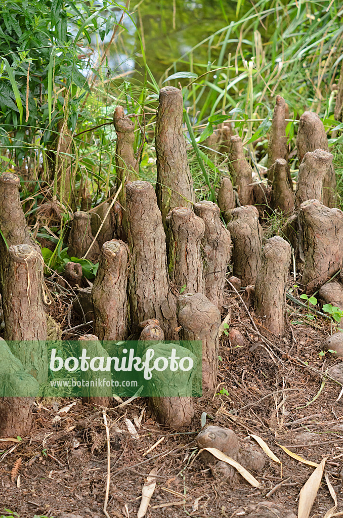 521508 - Swamp cypress (Taxodium distichum) with aerial roots