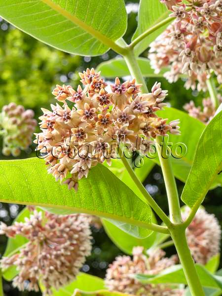 427015 - Swamp milkweed (Asclepias incarnata)