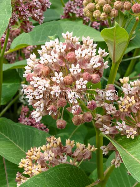 427060 - Swamp milkweed (Asclepias incarnata)