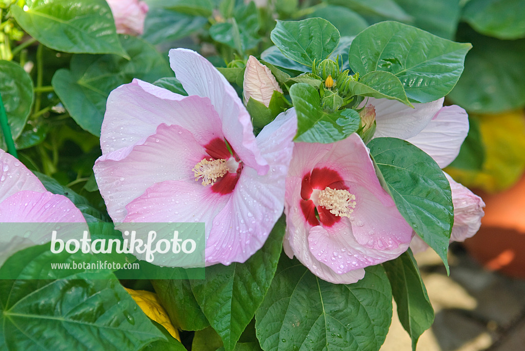 502217 - Swamp rosemallow (Hibiscus moscheutos 'Luna Pink Swirl')