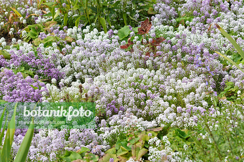 487134 - Sweet alyssum (Lobularia maritima)