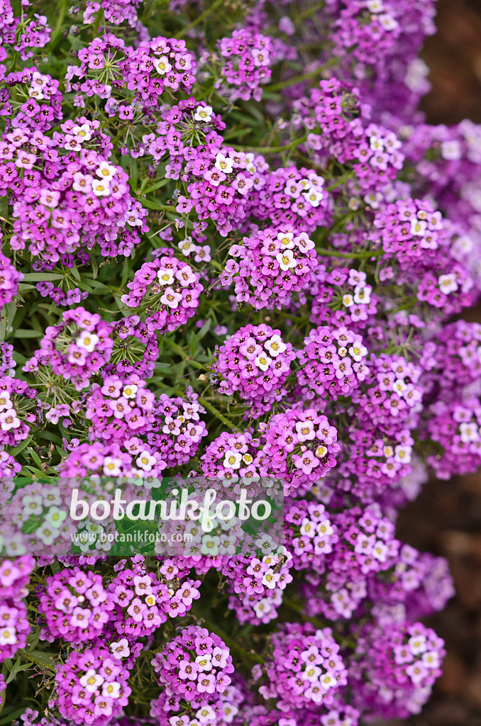 525161 - Sweet alyssum (Lobularia maritima)