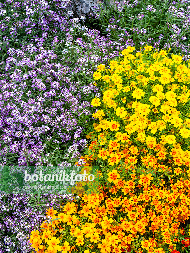 440249 - Sweet alyssum (Lobularia maritima 'Violettkönigin' syn. Lobularia maritima 'Violet Queen') and signet marigold (Tagetes tenuifolia)