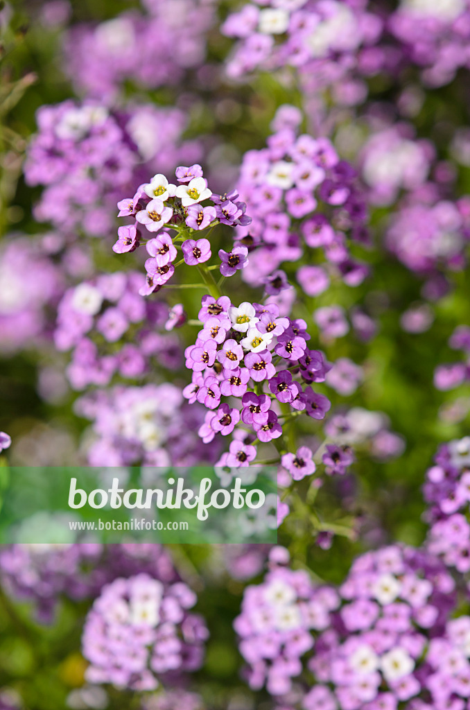 535221 - Sweet alyssum (Lobularia maritima 'Violettkönigin' syn. Lobularia maritima 'Violet Queen')