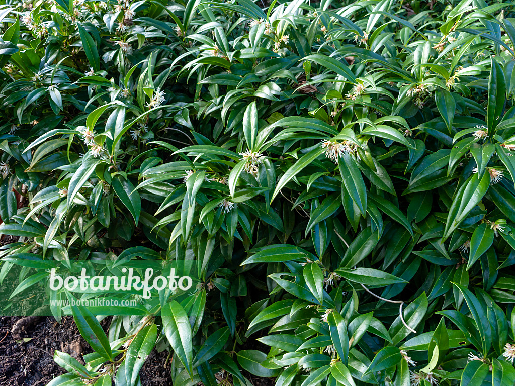 457021 - Sweet box (Sarcococca hookeriana var. humilis)