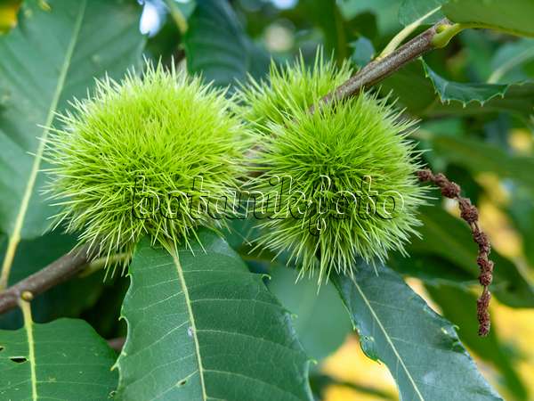 428344 - Sweet chestnut (Castanea sativa)