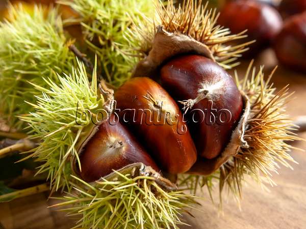 442026 - Sweet chestnut (Castanea sativa)