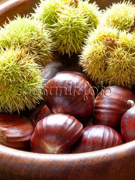 442028 - Sweet chestnut (Castanea sativa)