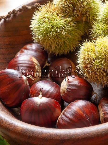 442029 - Sweet chestnut (Castanea sativa)