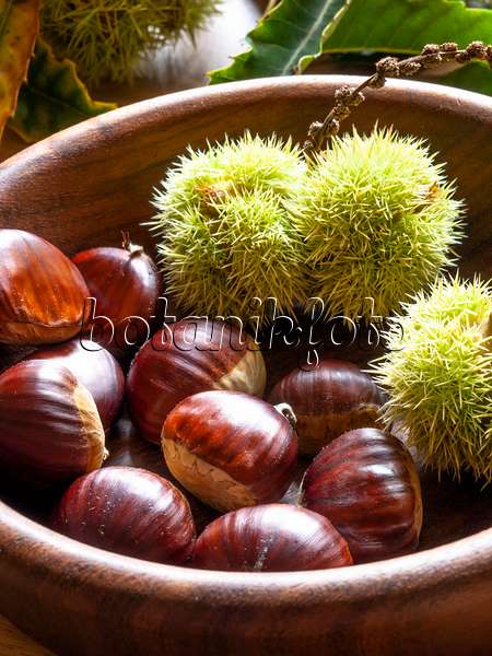 442030 - Sweet chestnut (Castanea sativa)