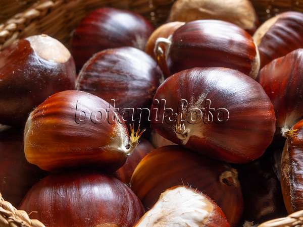 442034 - Sweet chestnut (Castanea sativa)