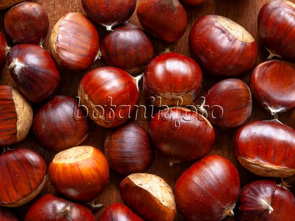 442049 - Sweet chestnut (Castanea sativa)