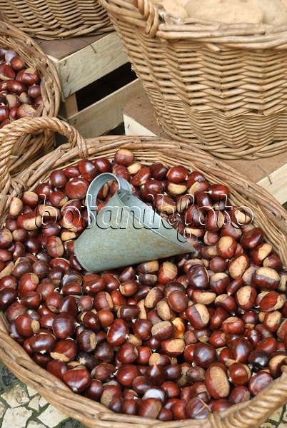 517291 - Sweet chestnut (Castanea sativa)
