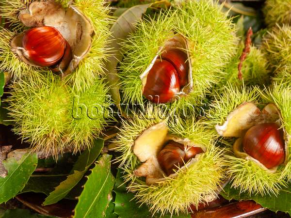 524231 - Sweet chestnut (Castanea sativa)