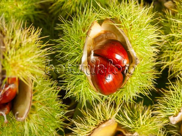524232 - Sweet chestnut (Castanea sativa)