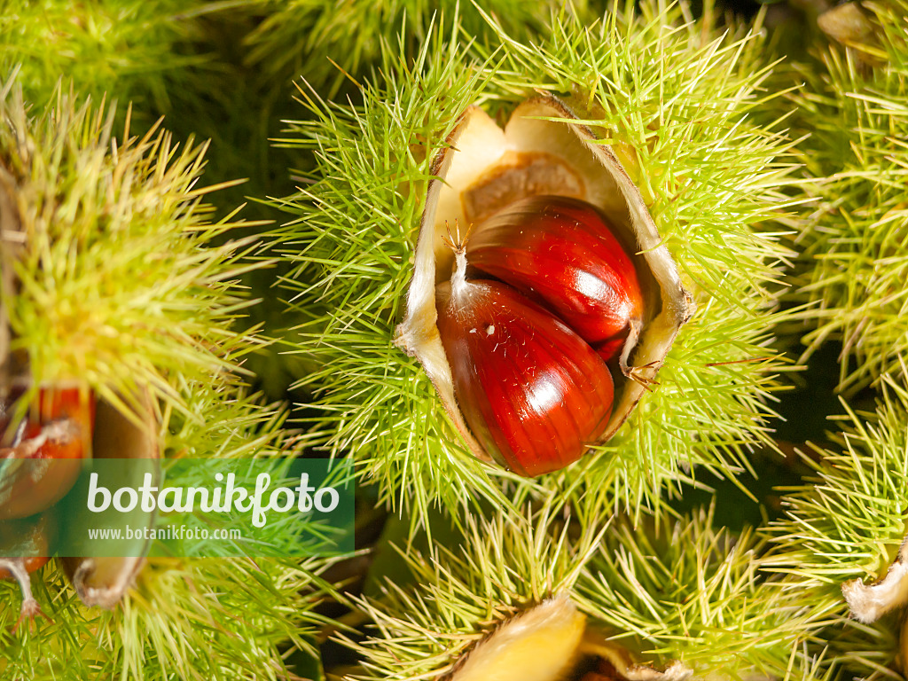 524232 - Sweet chestnut (Castanea sativa)