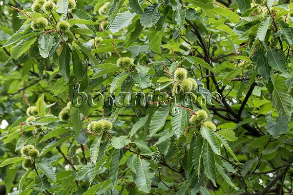 651152 - Sweet chestnut (Castanea sativa)