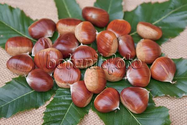 502131 - Sweet chestnut (Castanea sativa 'Belle Epine')