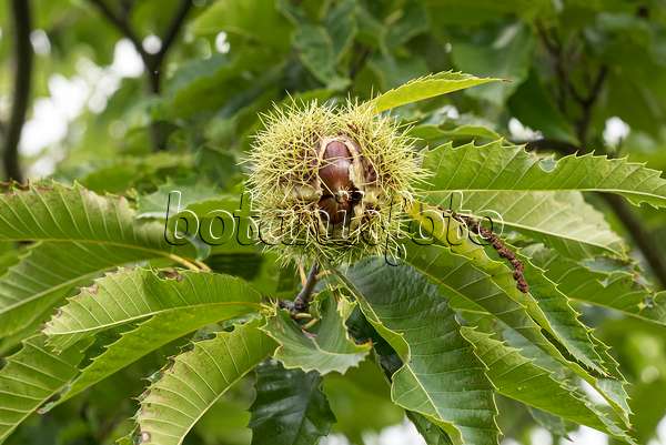 625135 - Sweet chestnut (Castanea sativa 'Bouche Rouge')