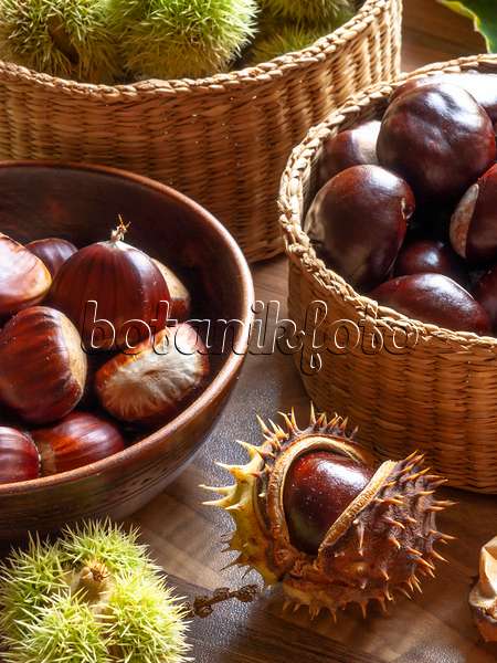 442035 - Sweet chestnut (Castanea sativa) and common horse chestnut (Aesculus hippocastanum)