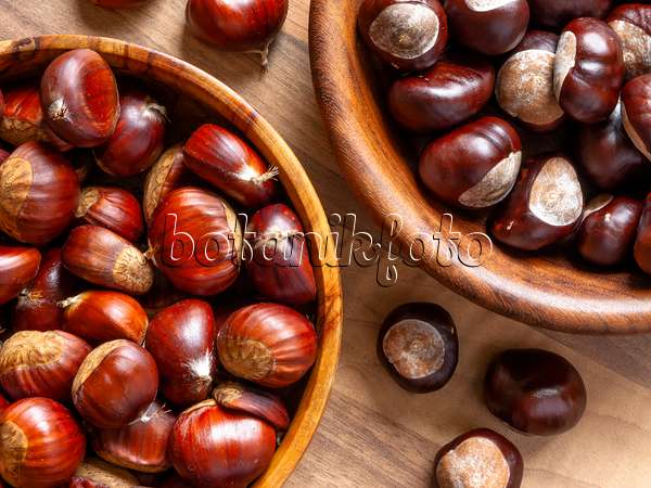 442047 - Sweet chestnut (Castanea sativa) and common horse chestnut (Aesculus hippocastanum)