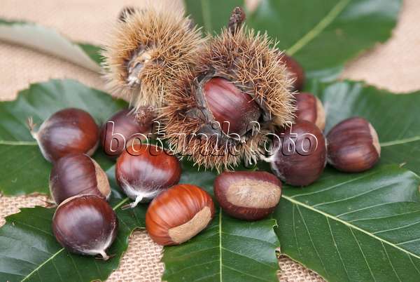 502132 - Sweet chestnut (Castanea sativa 'Ecker 1')