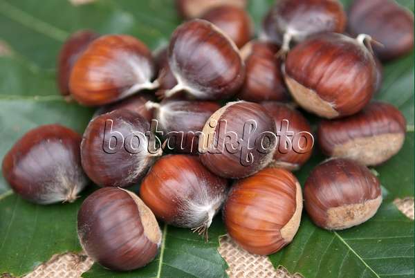 502133 - Sweet chestnut (Castanea sativa 'Ecker 1')