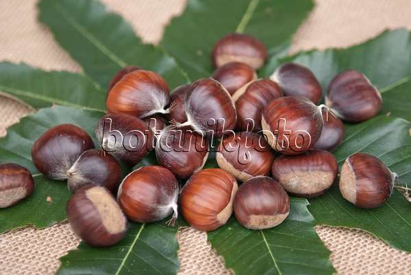 502134 - Sweet chestnut (Castanea sativa 'Ecker 1')