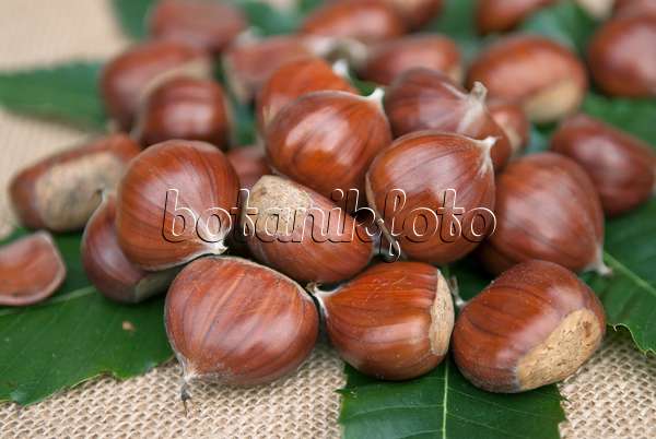 502135 - Sweet chestnut (Castanea sativa 'Lyon')