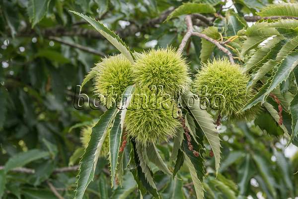 635023 - Sweet chestnut (Castanea sativa 'Marigoule')