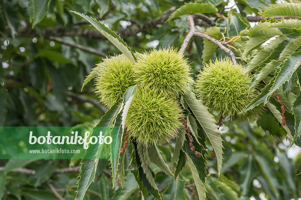 635023 - Sweet chestnut (Castanea sativa 'Marigoule')