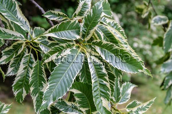 593046 - Sweet chestnut (Castanea sativa 'Variegata')