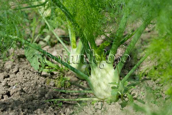457040 - Sweet fennel (Foeniculum vulgare var. dulce)