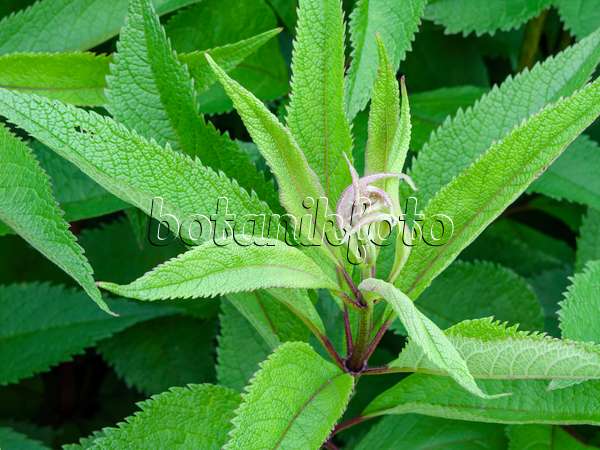461110 - Sweet Joe-Pye weed (Eupatorium maculatum 'Glutball' syn. Eutrochium maculatum 'Glutball')