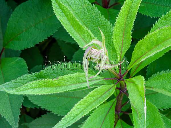 461111 - Sweet Joe-Pye weed (Eupatorium maculatum 'Glutball' syn. Eutrochium maculatum 'Glutball')