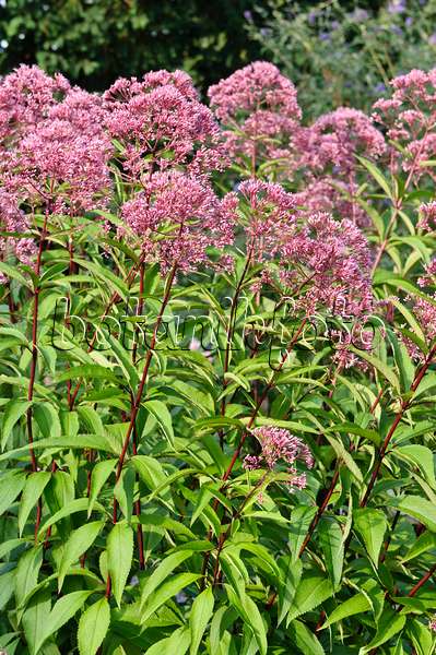 475117 - Sweet Joe-Pye weed (Eupatorium maculatum 'Glutball' syn. Eutrochium maculatum 'Glutball')