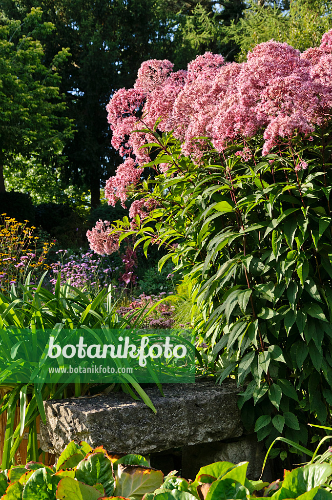 488034 - Sweet Joe-Pye weed (Eupatorium maculatum 'Glutball' syn. Eutrochium maculatum 'Glutball')