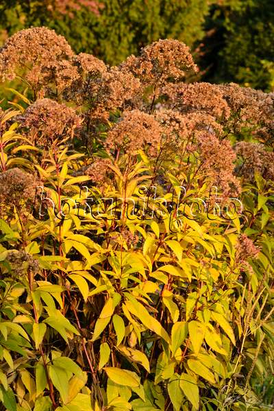 489065 - Sweet Joe-Pye weed (Eupatorium maculatum 'Glutball' syn. Eutrochium maculatum 'Glutball')
