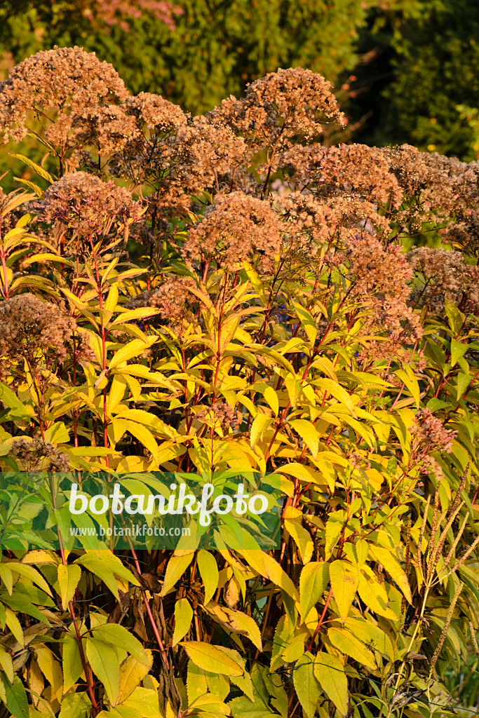 489065 - Sweet Joe-Pye weed (Eupatorium maculatum 'Glutball' syn. Eutrochium maculatum 'Glutball')