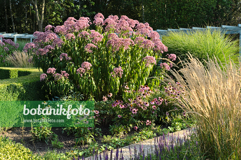 499094 - Sweet Joe-Pye weed (Eupatorium maculatum 'Glutball' syn. Eutrochium maculatum 'Glutball'), purple cone flower (Echinacea purpurea) and reed grass (Calamagrostis x acutiflora 'Karl Foerster')