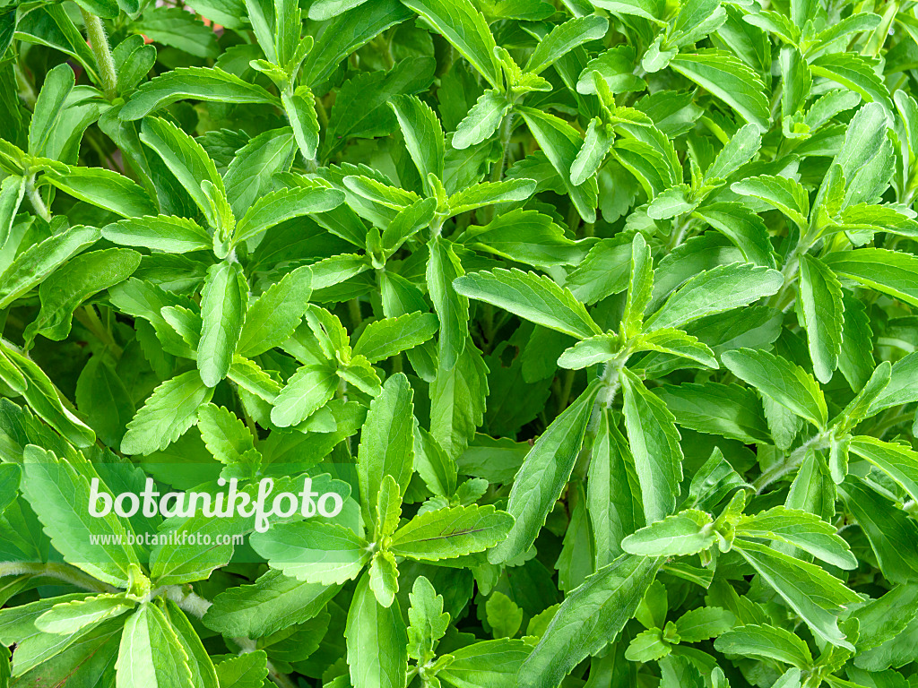 450030 - Sweet leaf of Paraguay (Stevia rebaudiana)