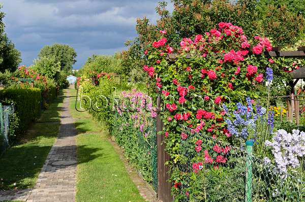534032 - Sweet pea (Lathyrus odoratus), rose (Rosa) and larkspur (Delphinium) in an allotment garden