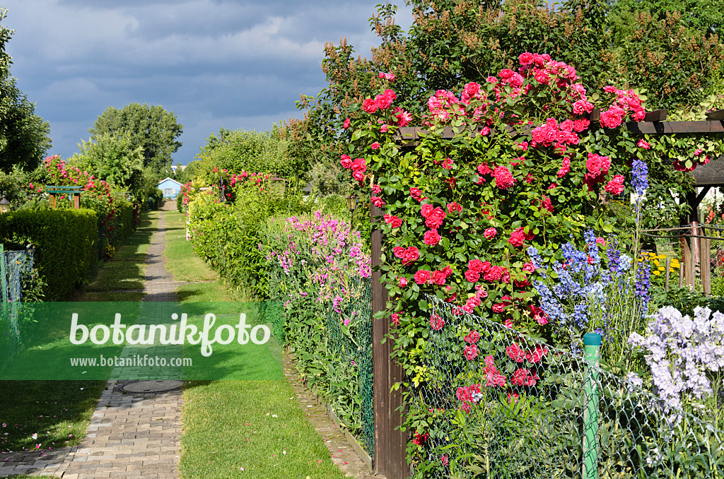 534032 - Sweet pea (Lathyrus odoratus), rose (Rosa) and larkspur (Delphinium) in an allotment garden